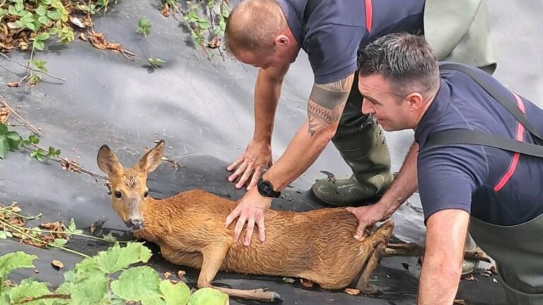 🦌 Piégés dans un bac de rétention, un chevreuil et sa mère sauvés par des pompiers à Ramecourt